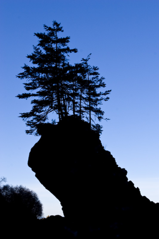 Silhouette Of Tree Growing Atop Seastack